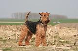 WELSH TERRIER 060